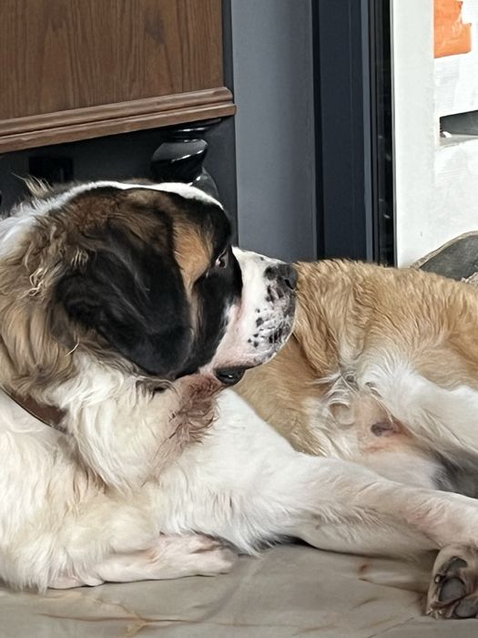 Bernardyn samiec roczny