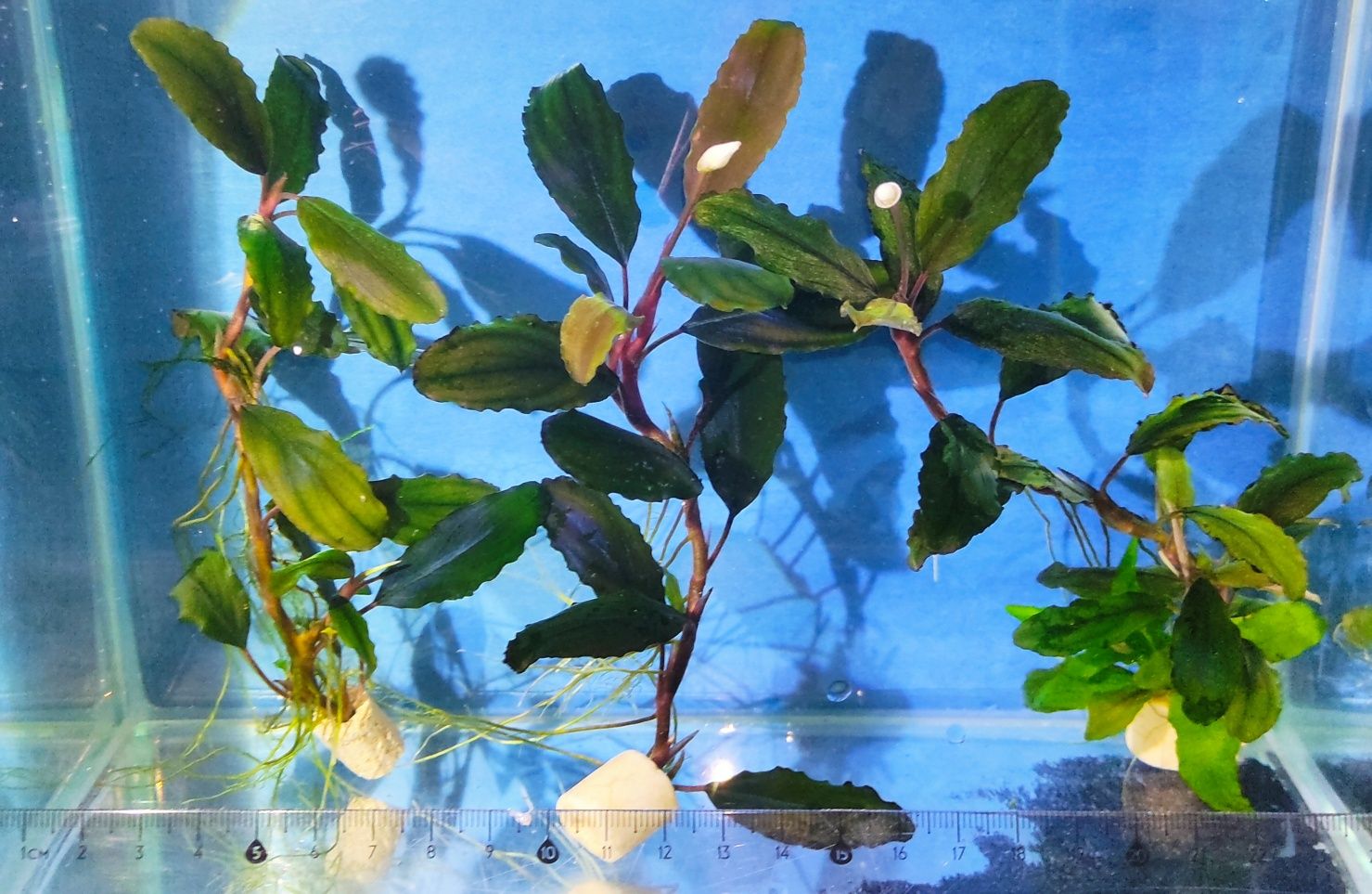 Bucephalandra z Kwiatem Piękny Zestaw Roślin do Akwarium
