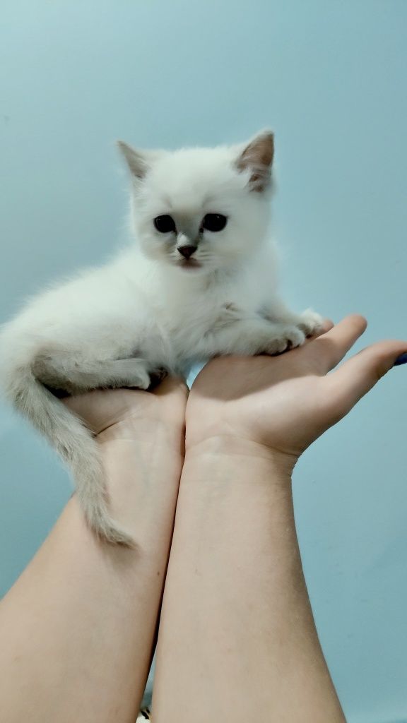Kociak Ragdoll gotowy do odbioru.