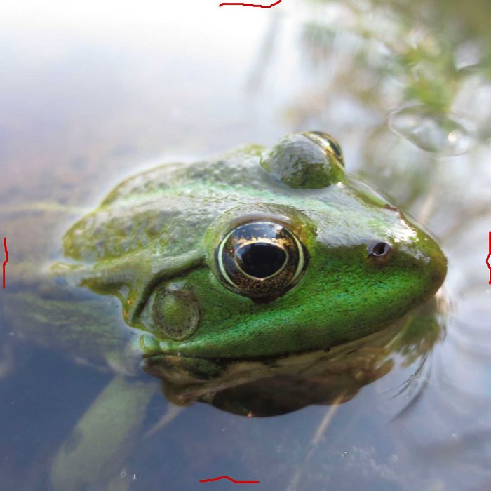 Для Работы Электро Скутер Dominator A9 1200W Грузовой- ( Мотосалон )