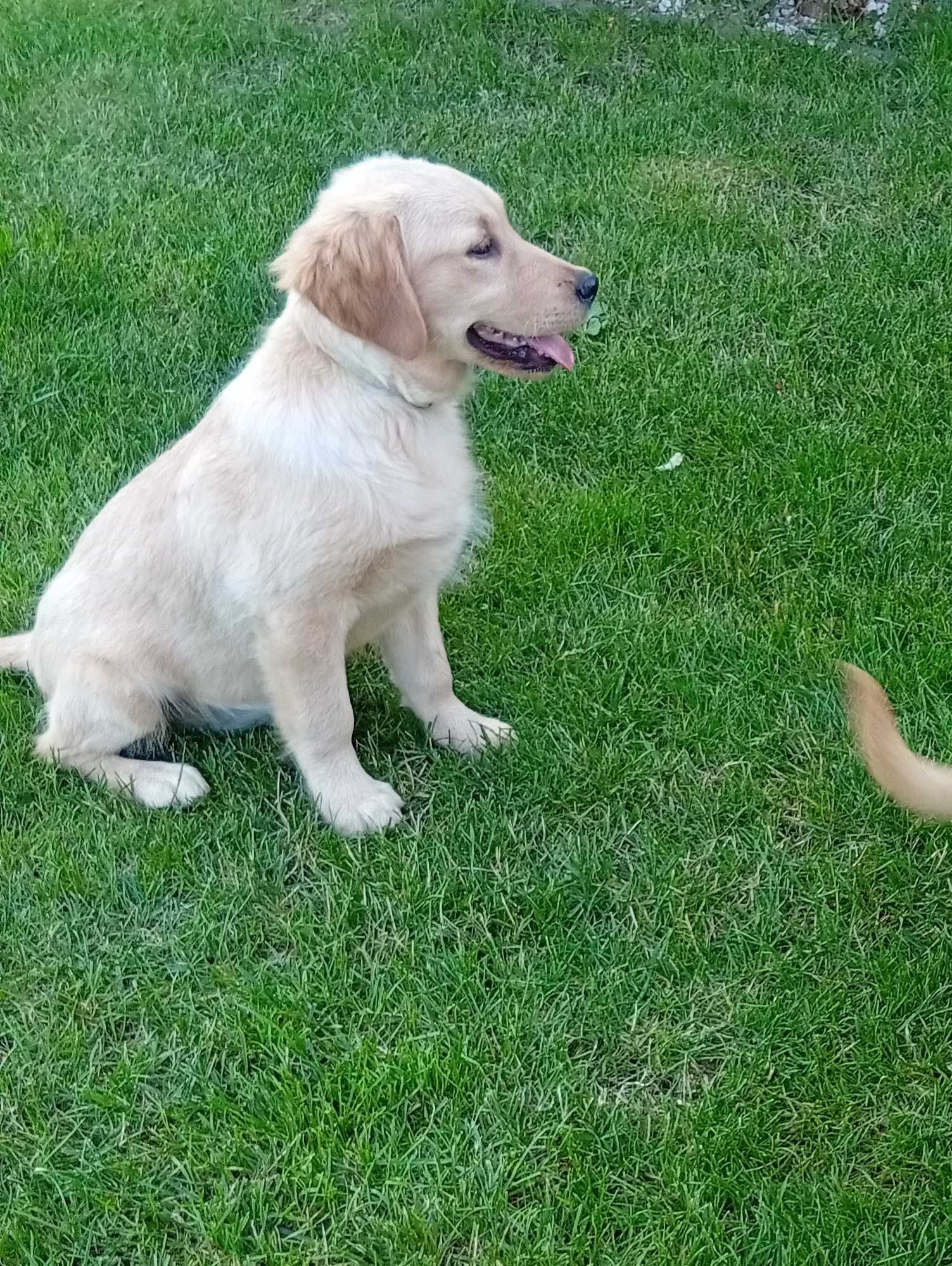 Szczenię golden retriever do odbioru