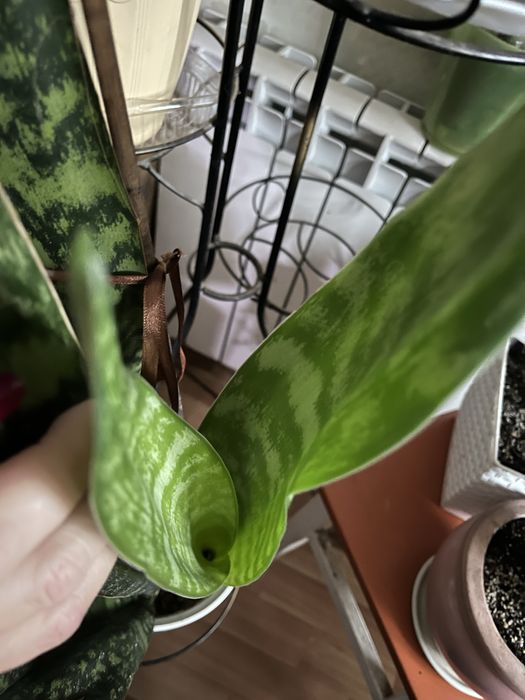 Продам молоду розетку сансівієрії Айо