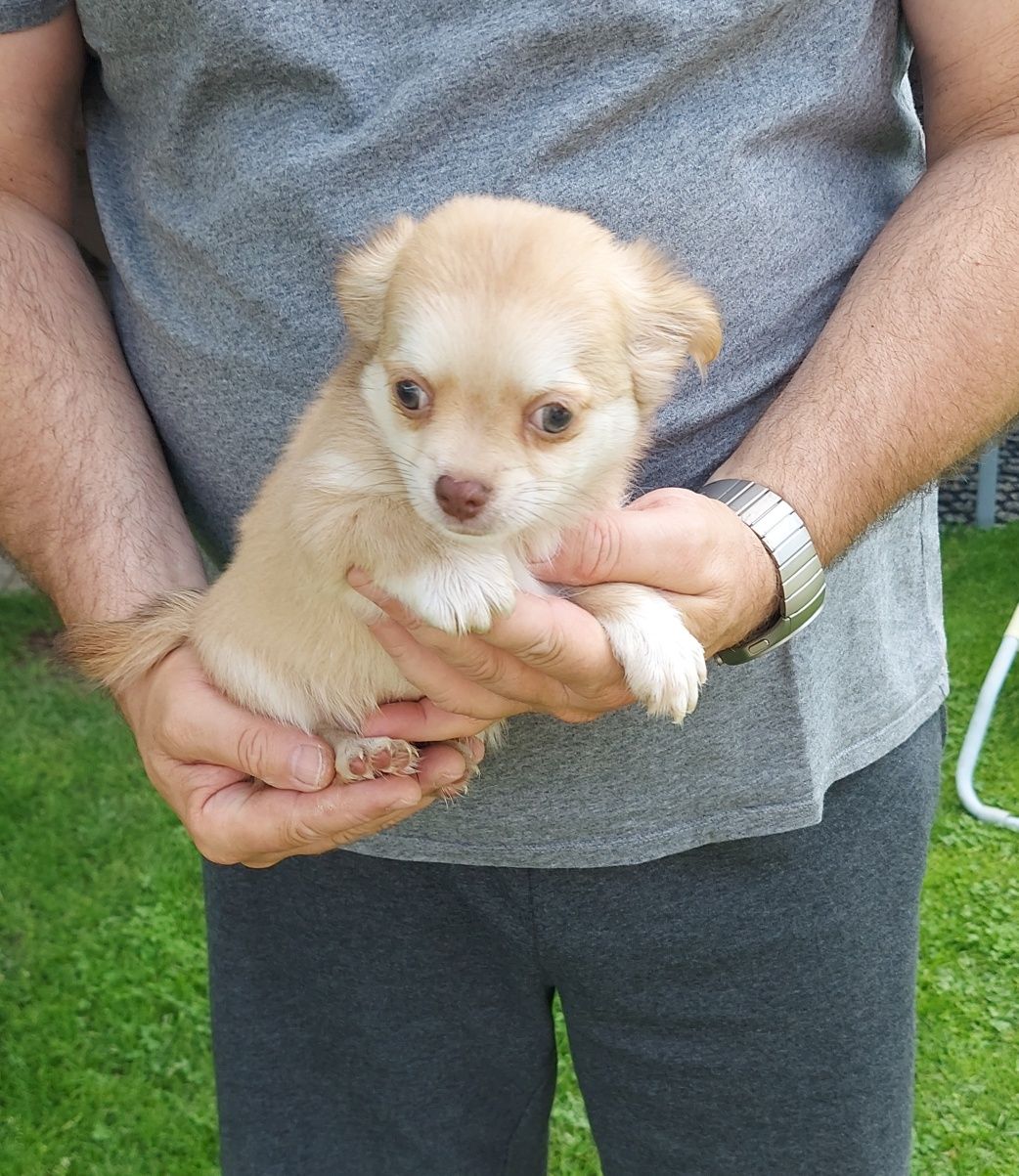 Chihuahua długowłosa piesek!
