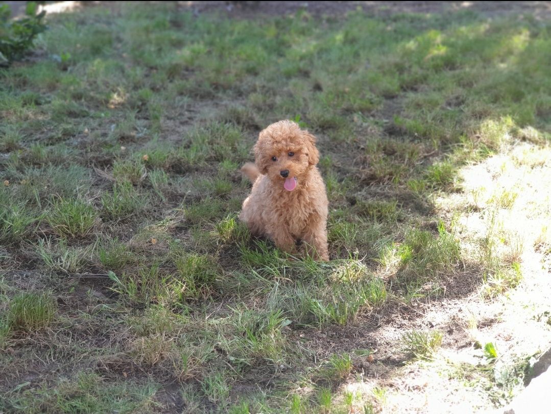 Cavapoo ! CUDOWNY szczeniak ! Cavalier + pudel hybryda