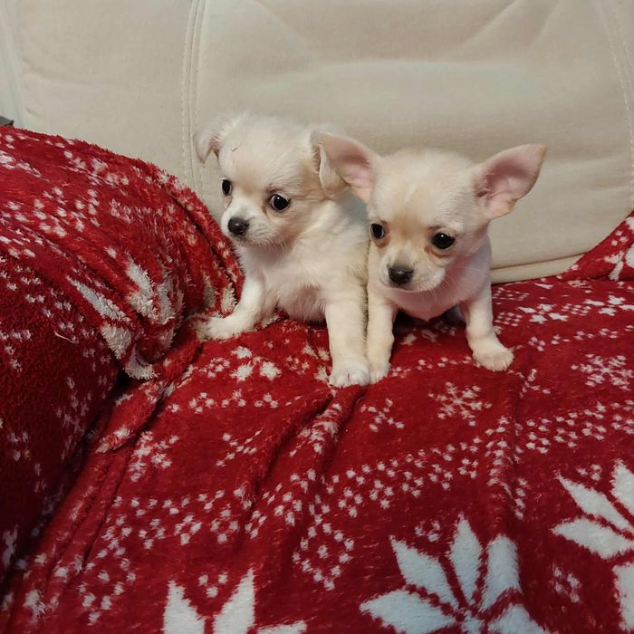 Śliczna chihuahua z rodowodem