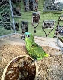 Амазон Попугай,умнейший попугай ,красивый,молодой,клетки вольеры