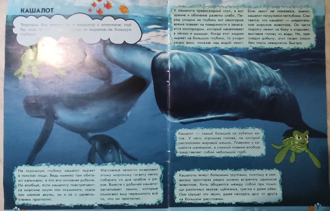 О в чём мечтает Кашалот Дельфины Мир животных