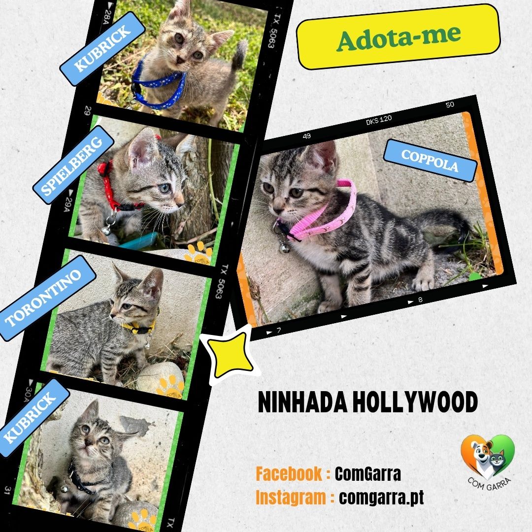 Gatinhos para adopção