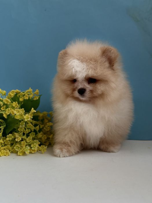 Vip Ведмедик шоу класс