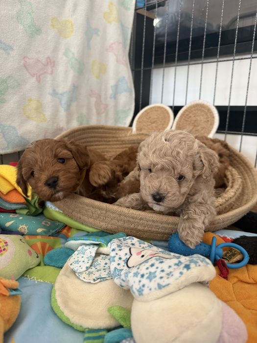 Uroczy piesek Maltipoo / Poochon/Bichpoo /cavapoo/