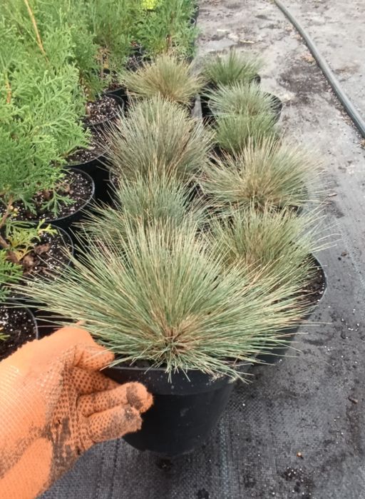 Вівсяниця, Костриця сиза