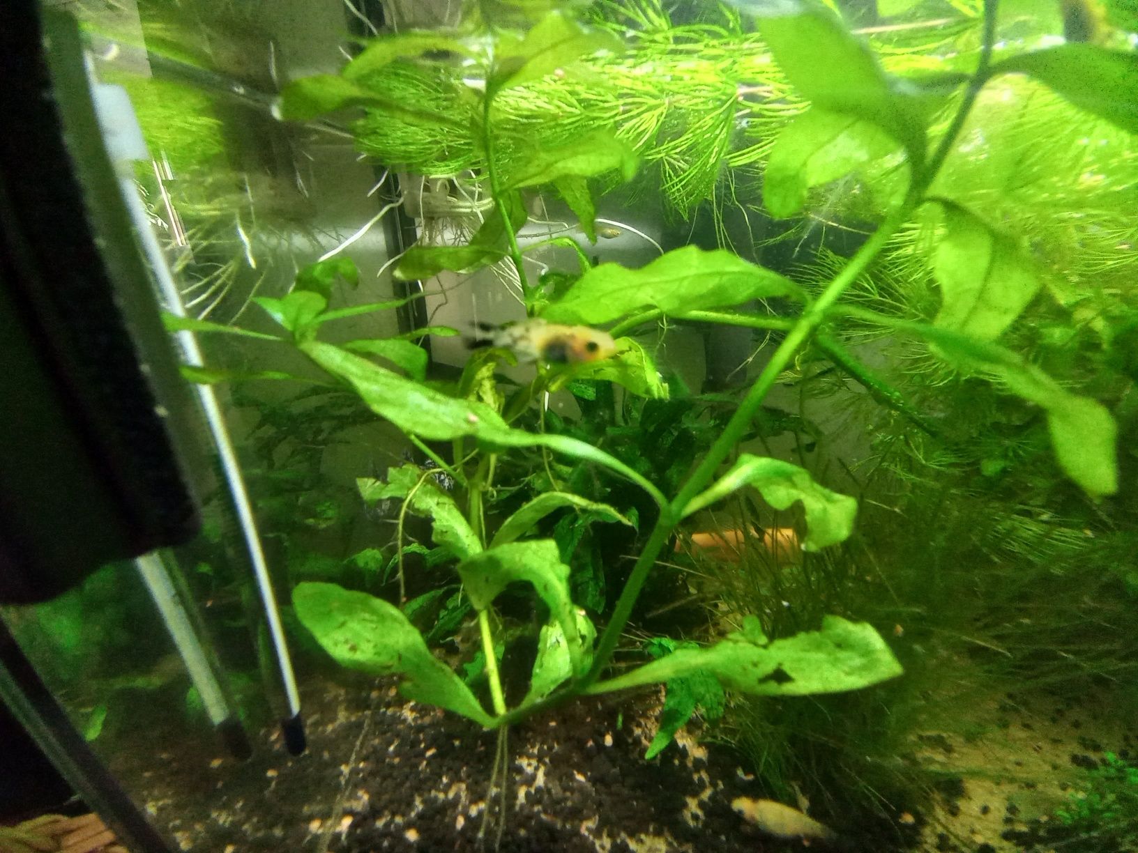 Peixes molly e guppies  jovens e camarão neocardina