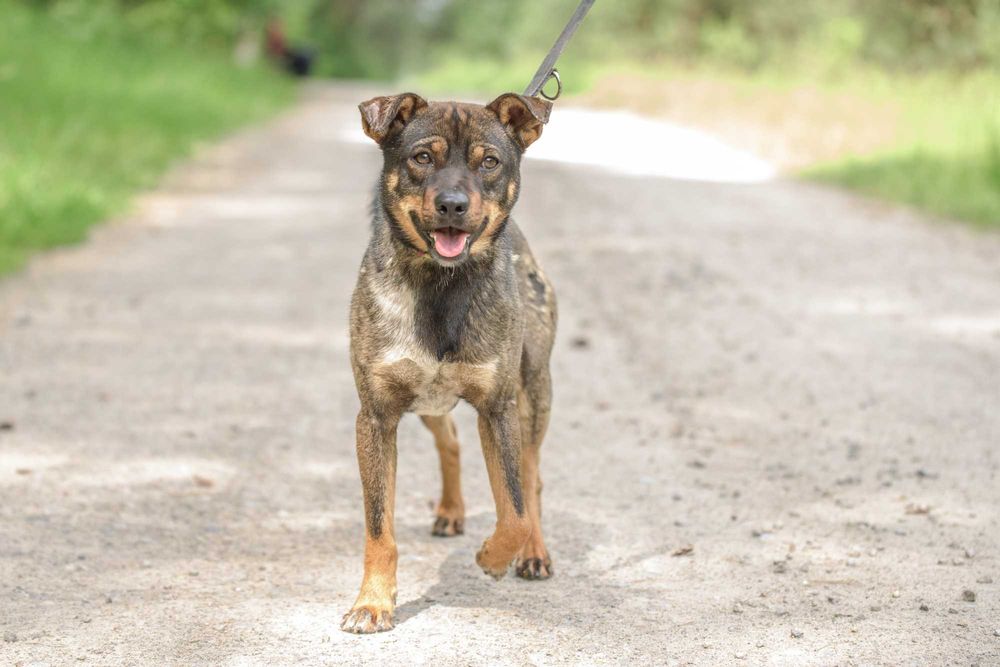 Nankin - nieduży młodziak szuka swojej rodziny