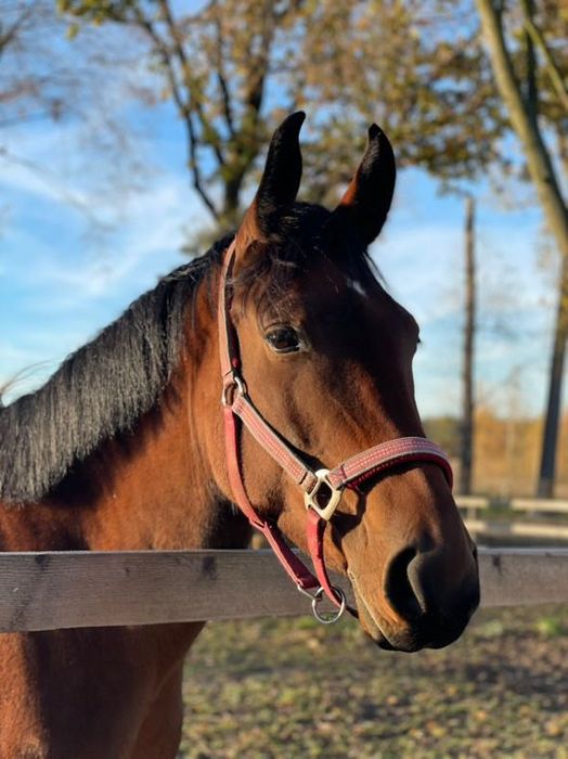 Współdzierżawa  klaczy