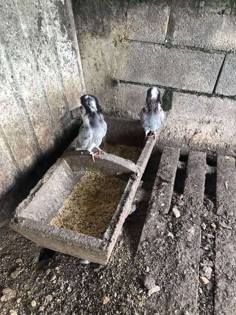 Casal de pombas capochino