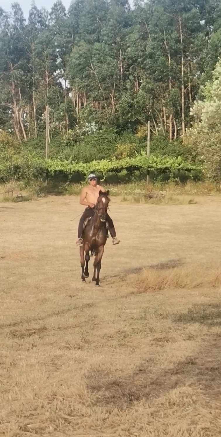 Cavalo cruzado castrado