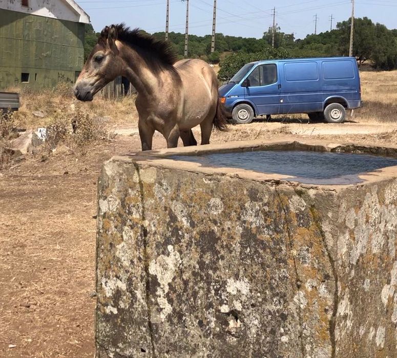Cavalo lusitanos puro