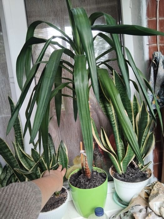 Пальма Юкка кімнатна гігантська слонова гигантская комнатная рослина