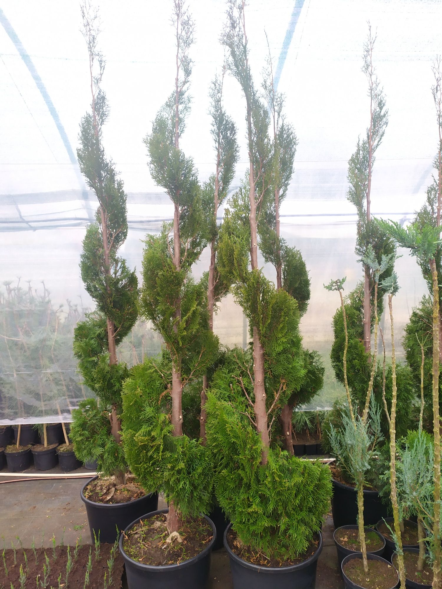 Thuja Occidentalis Smaragd Żywotnik zachodni krzew ozdobny spirala