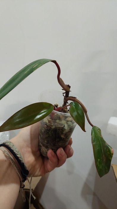 Philodendron Strawberry Shake