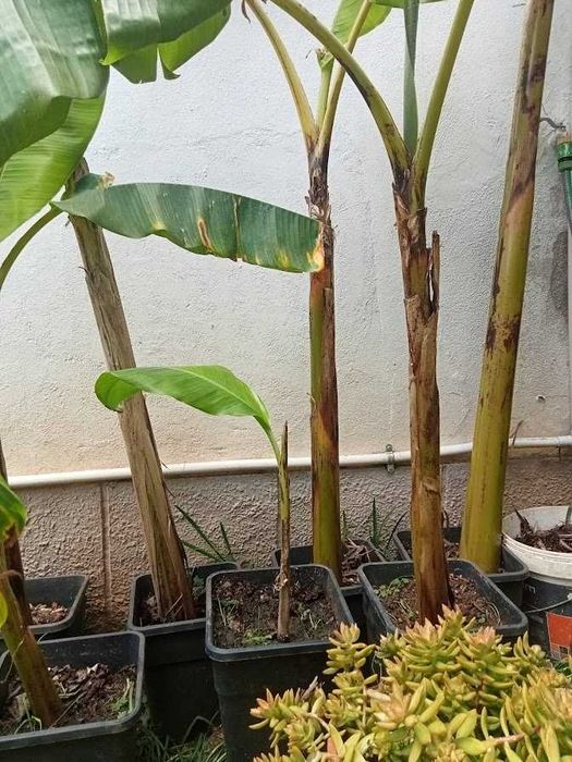 Bananeiras decoração ou consumo