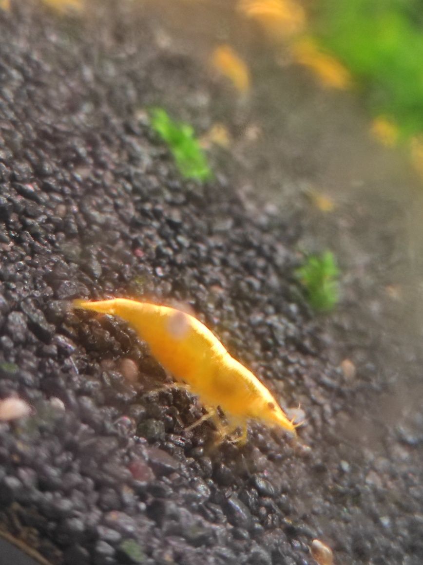 Krewetki yellow neon neocaridina