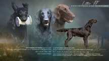 Flat Coated Retriever - Zapowiedź miotu ZKwP/FCI