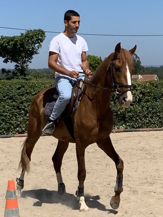 Poldro lusitano 3 anos