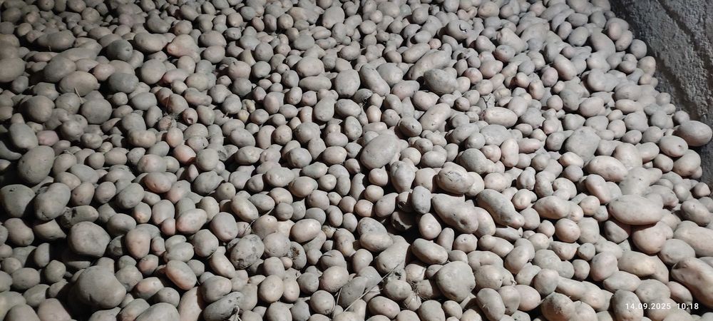 Ziemniaki Irys sprzedam