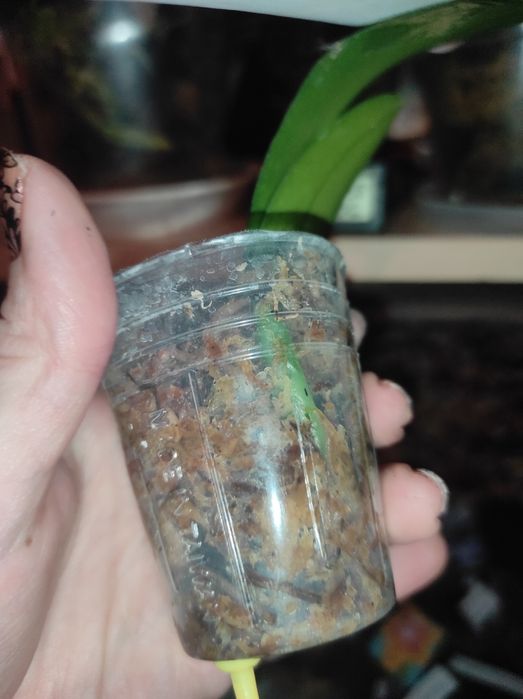 Орхідея фаленопсис Lioulin Orange