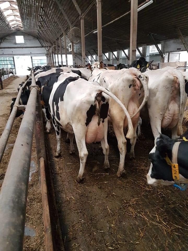 05.04 (piątek) Nowa dostawa krów mlecznych z Niemiec
