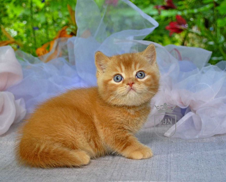 Розкішний рудий британсьий кошеня