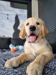 Golden retriever - suczka