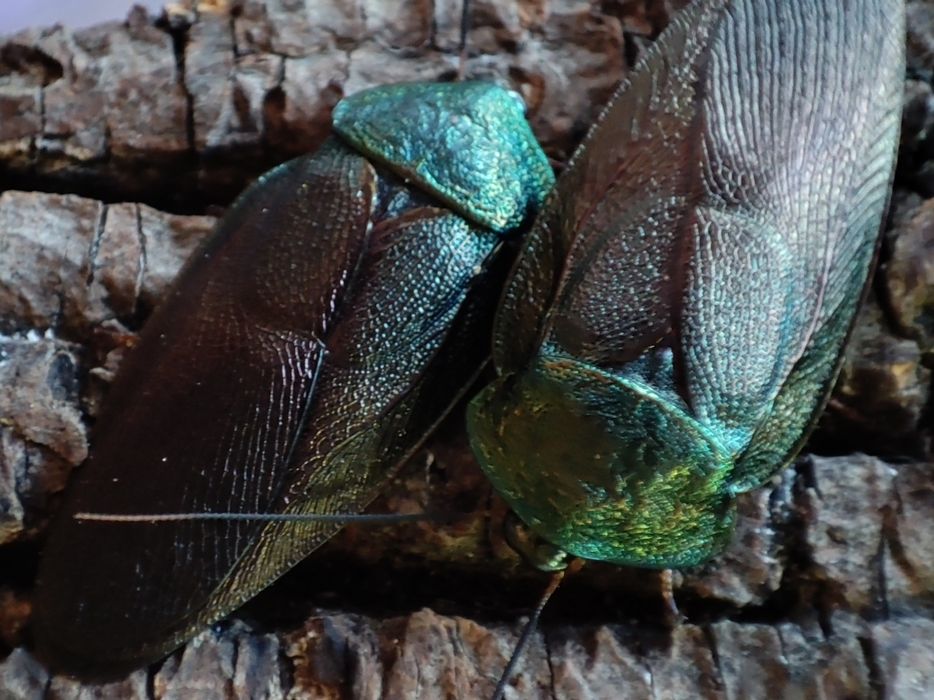 Смарагдові таргани Pseudoglomeris magnifica