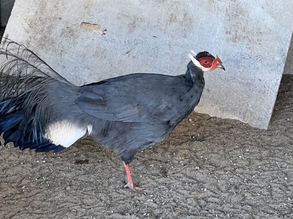 Фазан синій вухатий