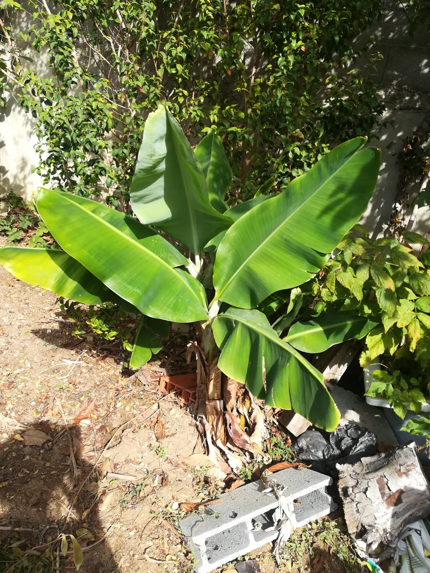 Bananeiras de porte pequeno.