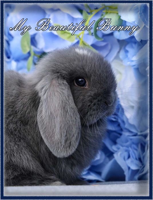 Piękny Królik Mini Lop - Niebieski