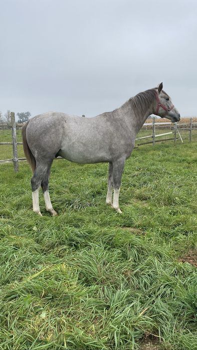 Sprzedam 2,5 letniego ogierka czystej krwi arabskiej