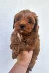 OSTATNI Ciemny maltipoo badania szkolenie rodowód