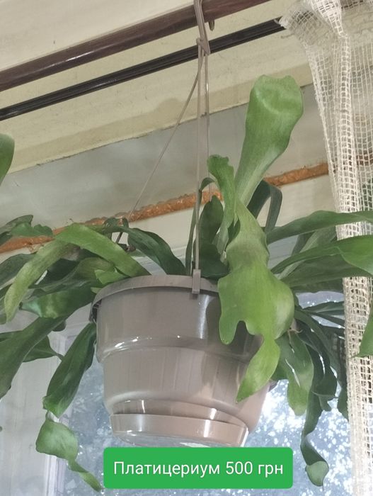 Платицериум. Хлорофитум. Папоротник