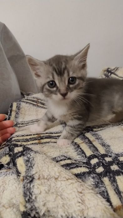 Віддам кошенят в добрі руки. 3 хлопчики