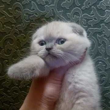 вязка з висловухим котом