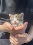 Kotek do adopcji