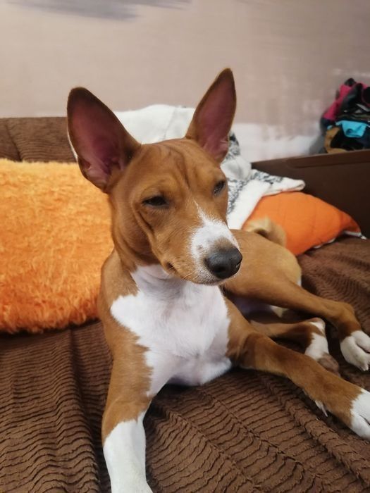 Басенджі хлопчик