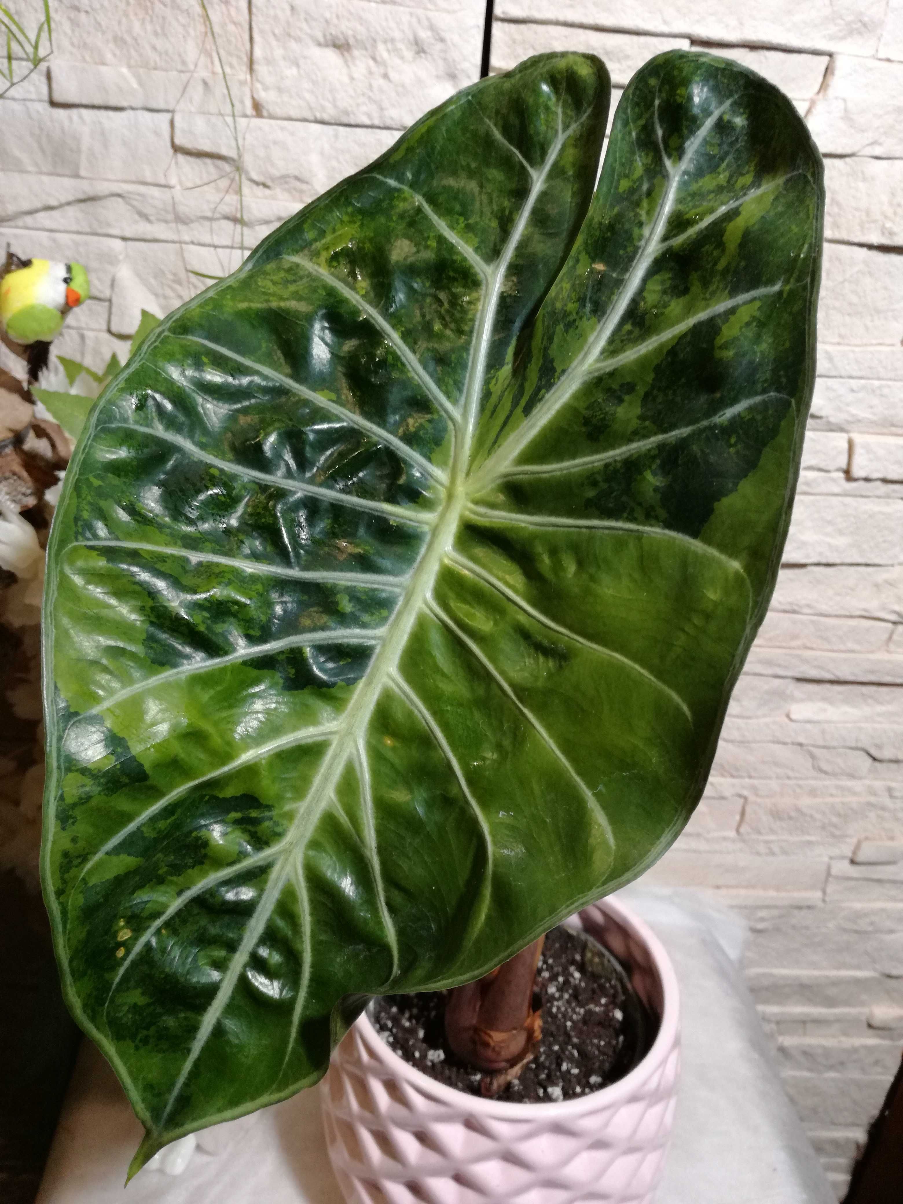 INTERNATIONAL Alocasia Pink Dragon Variegata alokazja bulb philodendro