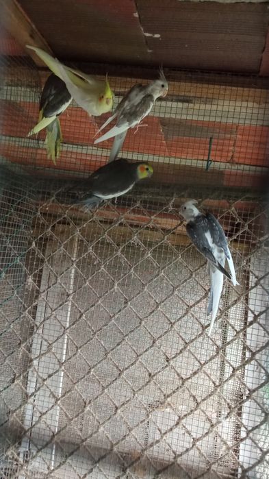 Caturras 2024 e 2025