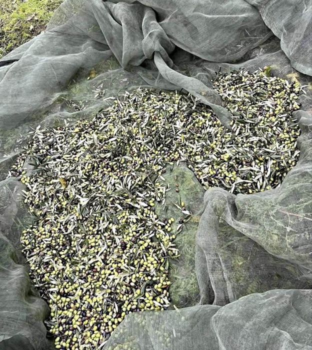 Azeite 0.2 acidez