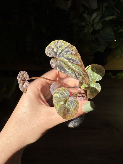 Бегонія Варіабіліс, Variabilis