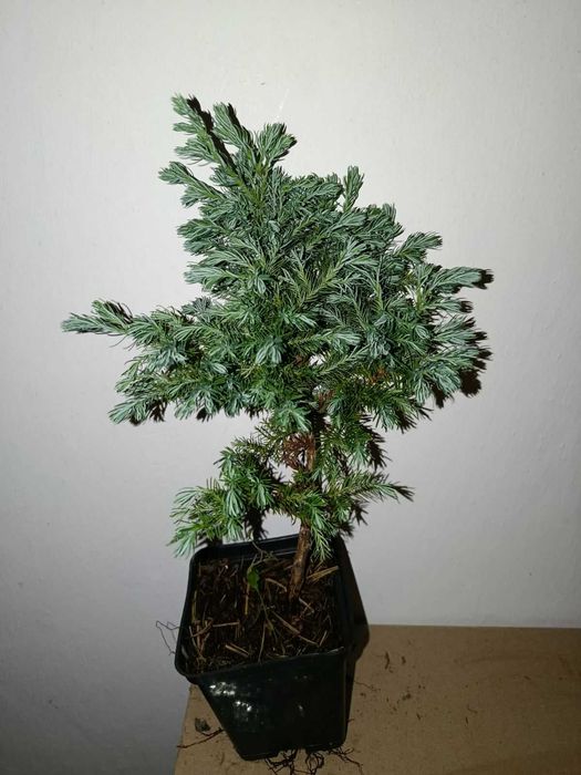 Кипарисовик горохоплідний Булевард