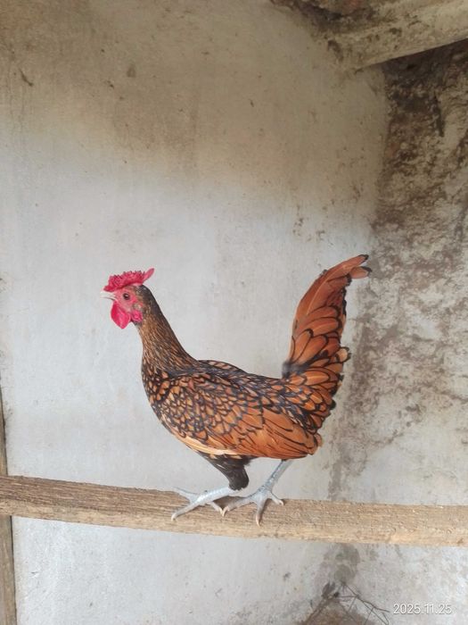 Garnizos de raça sebright dourado